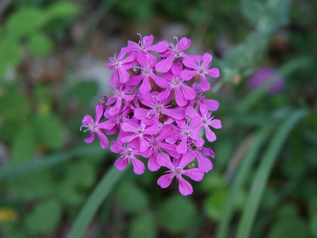 Silene armeria / Silene a mazzetti